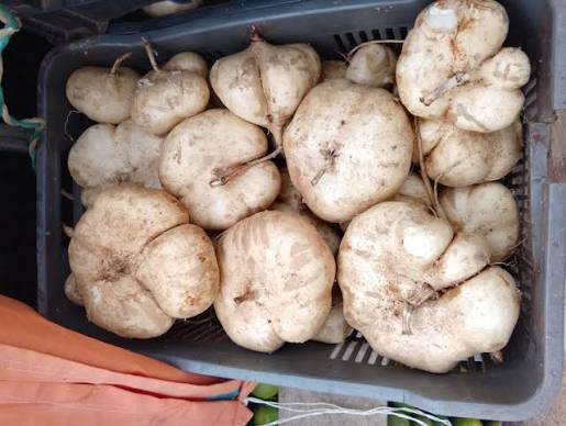 Jicama